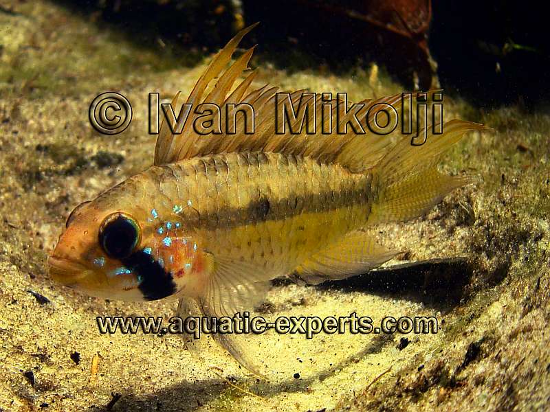 Apistogramma sp. Breitbinden